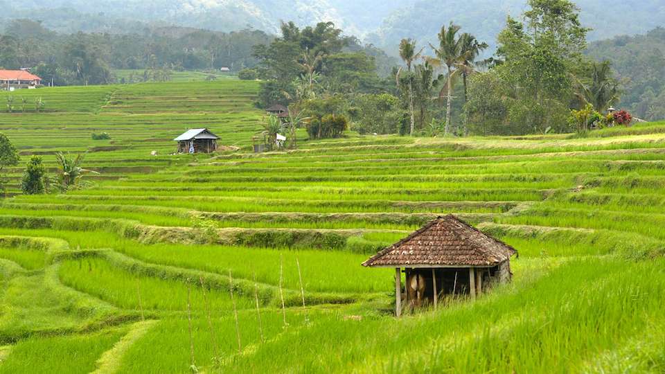 Hama di sawah